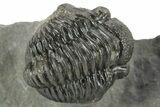 Curled Proetid (Gerastos) Trilobite Fossil - Morocco #377263-3